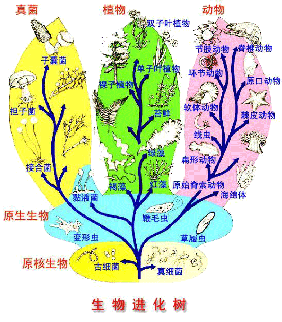 生物进化树